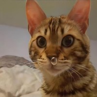 Phuc avatar