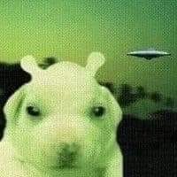 johnycat avatar