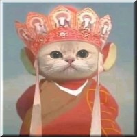 ynkox avatar