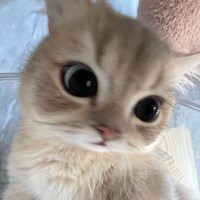 trần nguyễn tri thiên Avatar