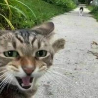 tung avatar