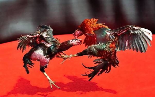 Kinh nghiệm chơi đá gà SV368 hiệu quả và an toàn cho tân thủ Kinh nghiệm chơi đá gà SV368 hiệu quả và an toàn cho tân thủ