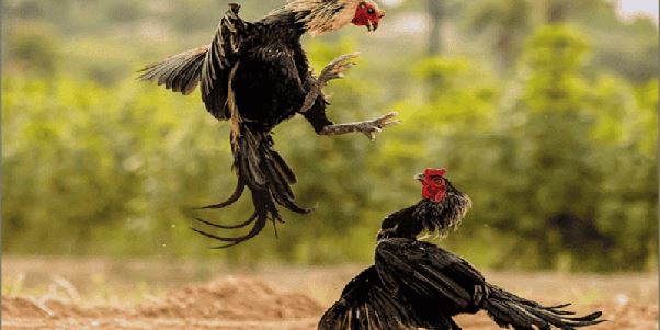 Bí Quyết Nuôi Gà Chọi Thành Công - Khám Phá Sách Nuôi Gà Chọi Đầy Bí Ẩn