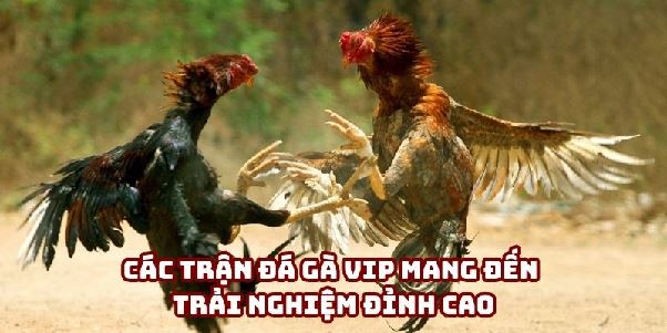 98win Đá Gà: Tìm Hiểu Cách Tham Gia Và Chiến Thắng
