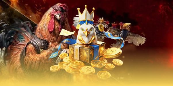 Gà Điều Đá Ngày Nào Tốt Nhất? Bí Quyết Chọn Thời Điểm Chuẩn