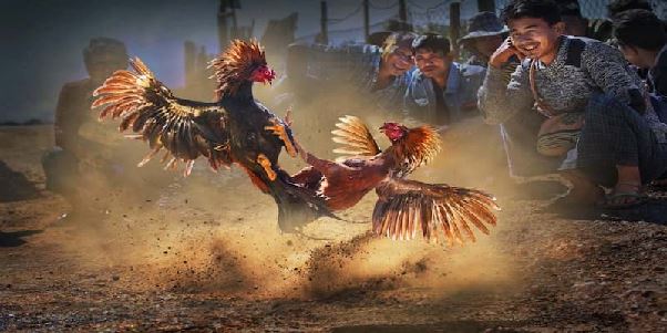 Đá Gà Cựa Sắt CWIN – Thế Giới Gà Chiến Kịch Tính, Nảy Lửa