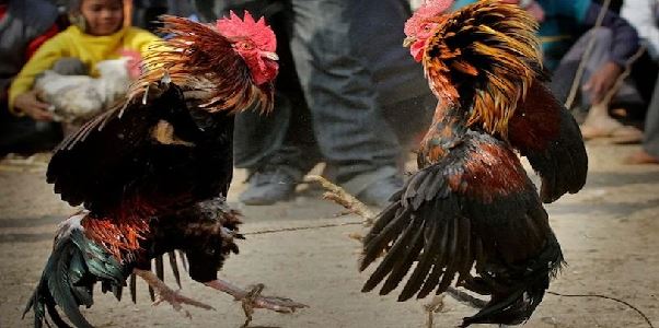 SV388 – Đấu trường đá gà trực tuyến uy tín hàng đầu châu Á SV388 – Đấu trường đá gà trực tuyến uy tín hàng đầu châu Á