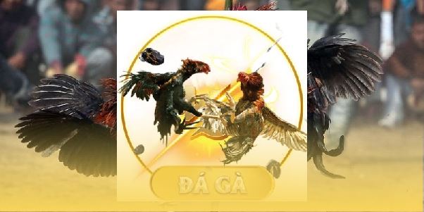 Trải nghiệm đỉnh cao chất lượng với đá gà cựa dao SV388