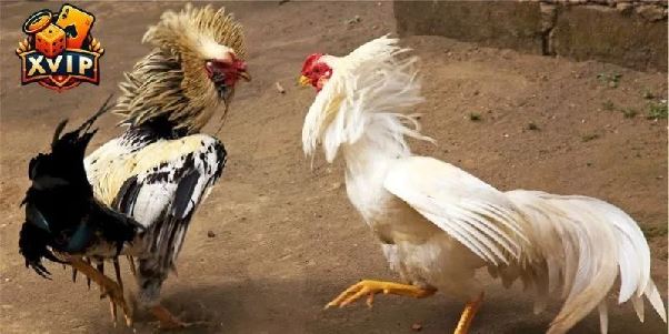 Đá Gà XVIP - Kết Nối Đam Mê Cùng Bứt Phá Chiến Thắng Đá Gà XVIP - Kết Nối Đam Mê Cùng Bứt Phá Chiến Thắng