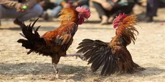 Xem Đá Gà Live Tại King88 – Trải Nghiệm Đỉnh, Cháy Siêu Đã! Xem Đá Gà Live Tại King88 – Trải Nghiệm Đỉnh, Cháy Siêu Đã!