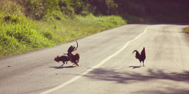 Cách chọn gà chọi - Bí quyết giúp bạn tìm ra chiến kê xuất sắc