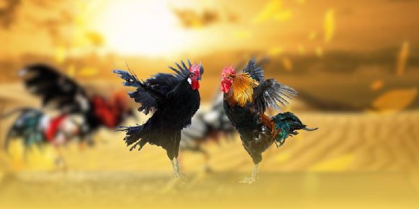 Chiến lược cược chấp hiệu quả khi tham gia tại ALO789 Chiến lược cược chấp hiệu quả khi tham gia tại ALO789