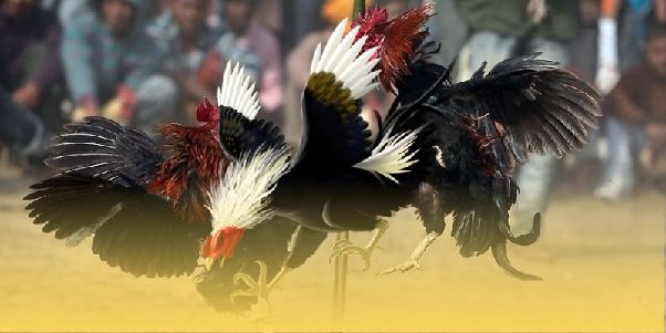 Trải nghiệm đỉnh cao chất lượng với đá gà cựa dao SV388