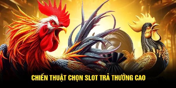 Combo cược đá gà và quay nổ hũ – Tăng gấp đôi cơ hội giàu nhanh Combo cược đá gà và quay nổ hũ – Tăng gấp đôi cơ hội giàu nhanh