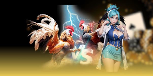 Đá Gà Thomo 67 – Đá Gà Trực Tiếp Theo Dõi Chiến Kê Gay Cấn