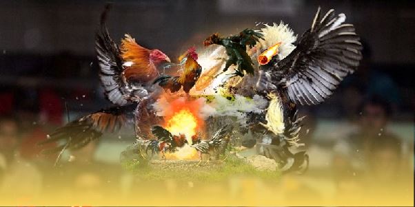 Trải nghiệm đỉnh cao chất lượng với đá gà cựa dao SV388