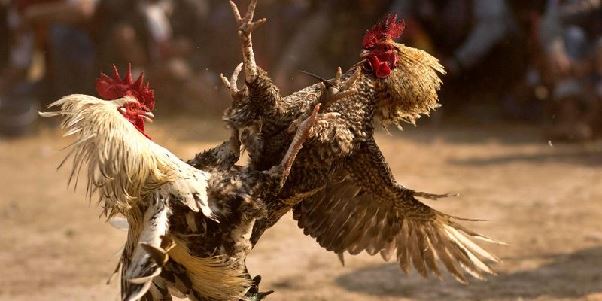 Đá gà 99OK – Thần kê đại chiến thời công nghệ, nơi cược thủ hóa sư kê thời đại số!