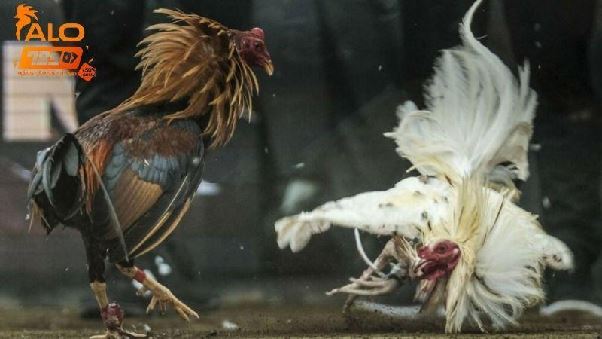 Trực Tiếp Đá Gà C1 Sôi Động, Hình Ảnh Full HD tại Alo789 Trực Tiếp Đá Gà C1 Sôi Động, Hình Ảnh Full HD tại Alo789