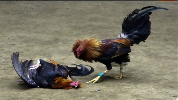 Đá Gà Cựa Sắt Fun88 Hôm Nay – Tổng Hợp Các Kiến Thức Về Đá Gà