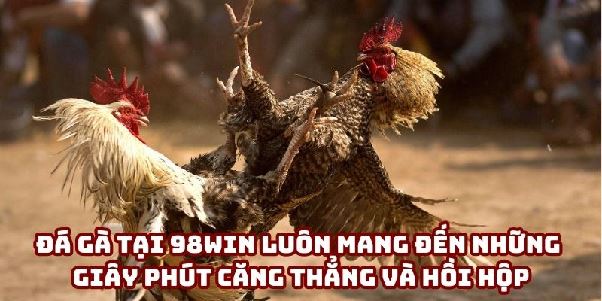 98win Đá Gà: Tìm Hiểu Cách Tham Gia Và Chiến Thắng