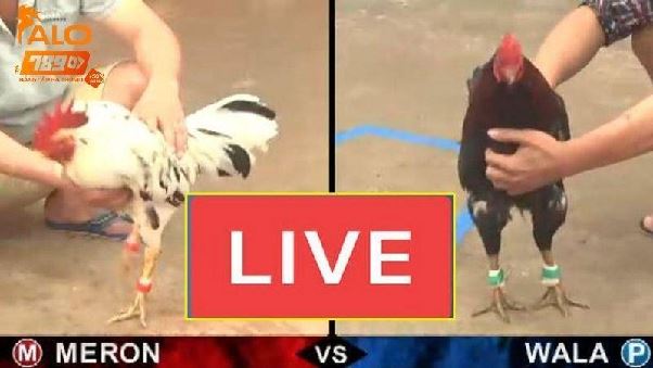 Trực Tiếp Đá Gà C1 Sôi Động, Hình Ảnh Full HD tại Alo789 Trực Tiếp Đá Gà C1 Sôi Động, Hình Ảnh Full HD tại Alo789