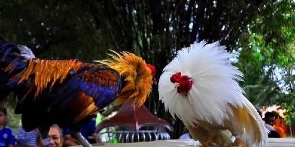 Đá Gà SV368 – Nơi Hội Tụ Của Những Trận Thư Hùng Đỉnh Cao