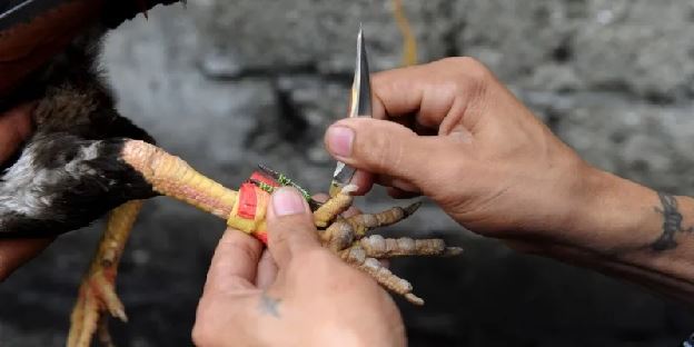 Đá Gà Cựa Dao Kịch Tính Với Những Trận Đấu Hấp Dẫn