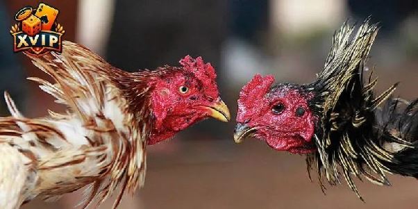 Đá Gà XVIP - Kết Nối Đam Mê Cùng Bứt Phá Chiến Thắng Đá Gà XVIP - Kết Nối Đam Mê Cùng Bứt Phá Chiến Thắng