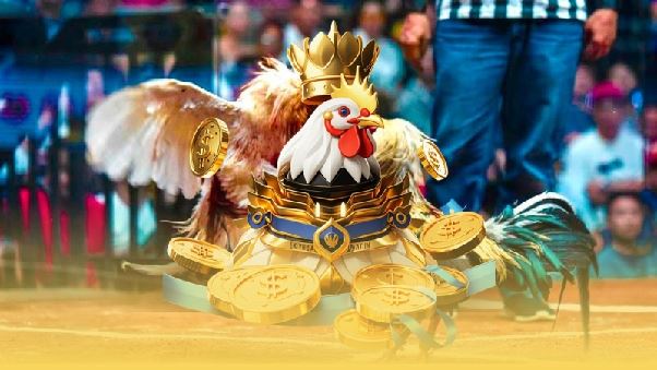 Gà Điều Đá Ngày Nào Tốt Nhất? Bí Quyết Chọn Thời Điểm Chuẩn