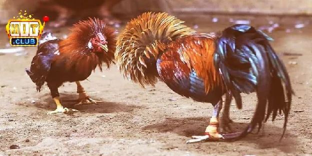 Đá Gà Tre Hitclub – Chi Tiết Về Luật Và Mẹo Cược Hiệu Quả Đá Gà Tre Hitclub – Chi Tiết Về Luật Và Mẹo Cược Hiệu Quả