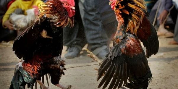 Đá Gà 78WIN | Trải Nghiệm Những Trận Chiến Đỉnh Cao