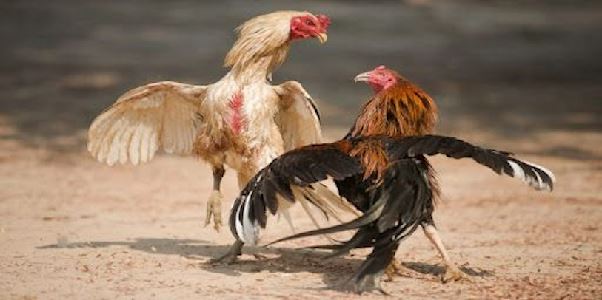 Đá Gà XVIP - Kết Nối Đam Mê Cùng Bứt Phá Chiến Thắng Đá Gà XVIP - Kết Nối Đam Mê Cùng Bứt Phá Chiến Thắng