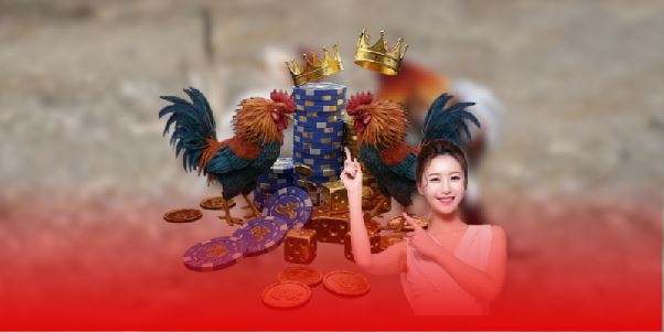 Trực tiếp đá gà Thomo tại GA888 và cách tham gia hiệu quả Trực tiếp đá gà Thomo tại GA888 và cách tham gia hiệu quả