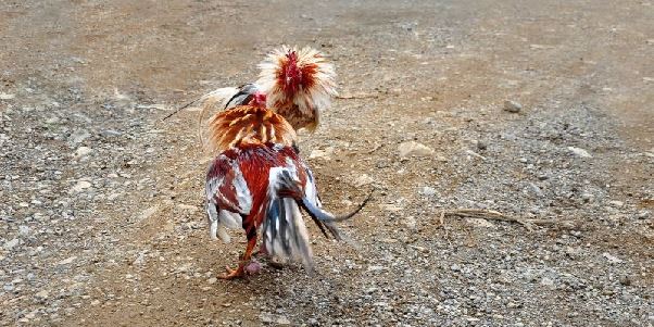 Cách chọn gà chọi - Bí quyết giúp bạn tìm ra chiến kê xuất sắc