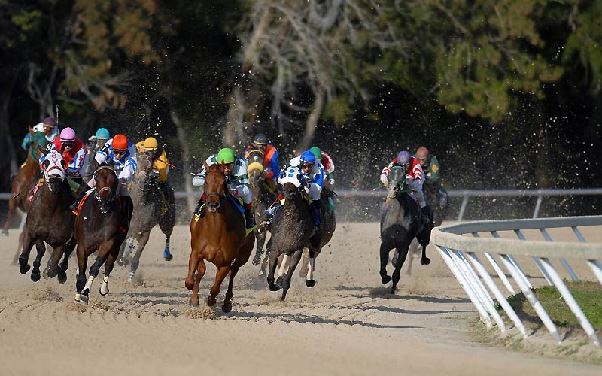 Giáo án huấn luyện ngựa đua 789Club nên bắt đầu từ đâu để tạo nền tảng chiến thắng