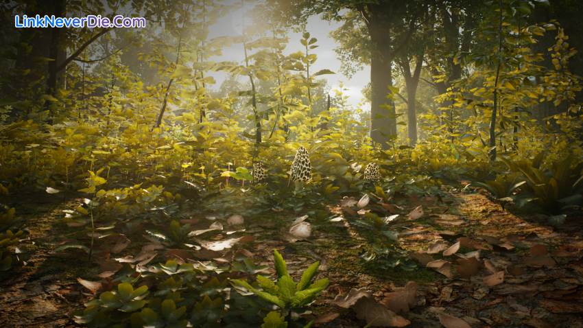 Hình ảnh trong game Morels: The Hunt (screenshot)